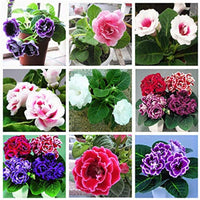 Gloxinia Climbing Flower Perennial Garden Seeds