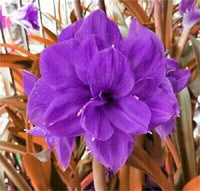 Amaryllis Flower Seeds for Planting 100 -Hierloom Flower Seeds