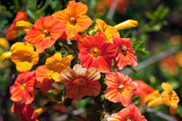 Heirloom Streptosolen Flower Seeds, Non-GMO Sunset-Colored Blooms for Butterfly-Friendly Garden Planting