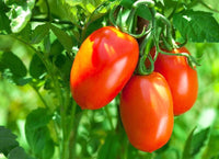 Tomato Solanum lycopersicum Vegetable Seeds for Planting Korean Long Variety in Kitchen Garden