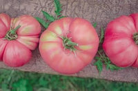 Pink Tomato Seeds for Planting - 100 pcs