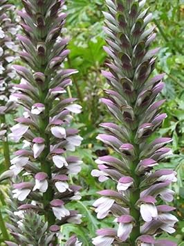 Purple White Acanthus Plant Seeds – Heirloom Non-GMO Bear’s Breeches Seeds for Bold Garden Foliage