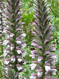 Purple White Acanthus Plant Seeds – Heirloom Non-GMO Bear’s Breeches Seeds for Bold Garden Foliage