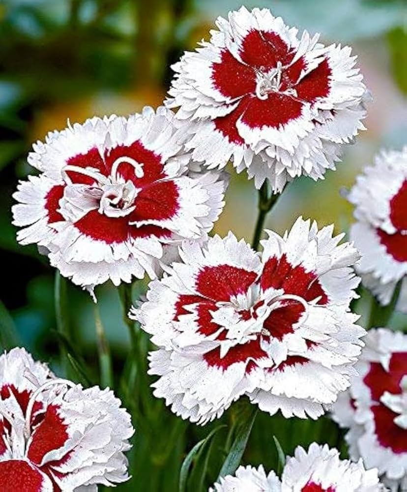 Carnation Dianthus Caryophyllus Flower - for planting in home garden