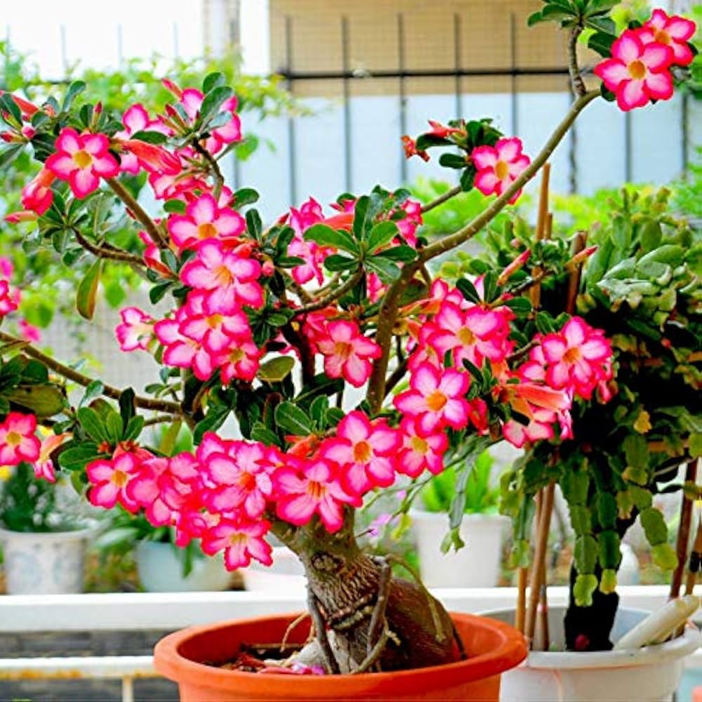 Desert Rose Adenium obesum Flower Seeds for Planting Rainbow Variety in Indoor Pots