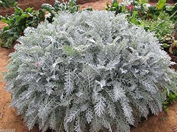 Grey Dusty Miller Plant Seeds for Planting heirloom & Non-GMO Seeds