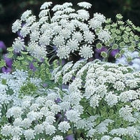 Ammi Majus Seeds for Planting – Organic, Heirloom, Non-GMO Flower Seeds