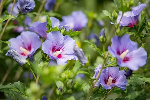 Hibiscus Flower Purple Easy Grow Plant Seeds