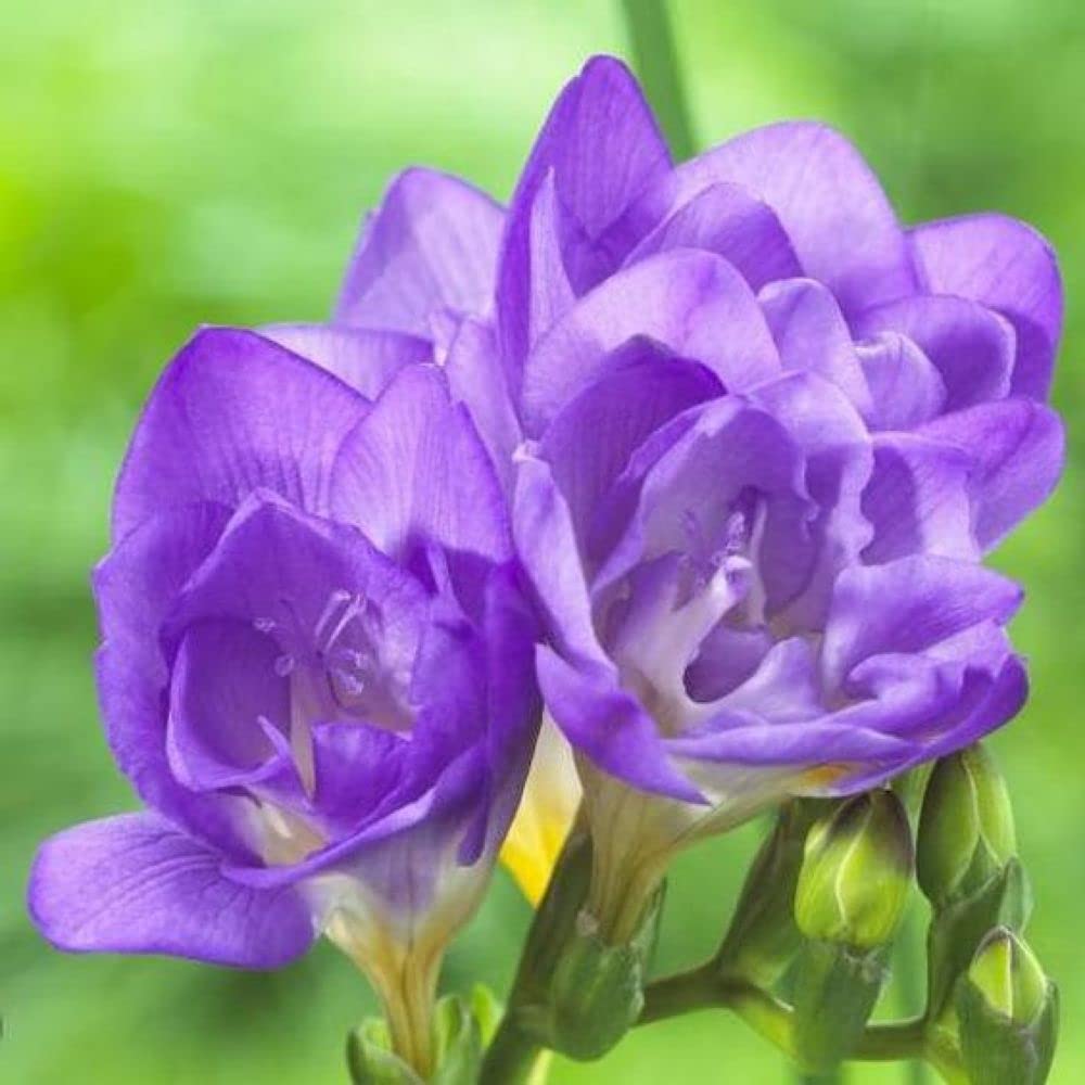 Double Blue Freesia