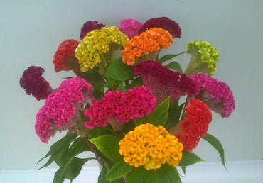 Celosia Crested Cockscomb Mixed Colors Flower Seeds for Garden