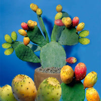 Yellow Prickly Pear seeds – Opuntia ficus indica cactus with edible fruit