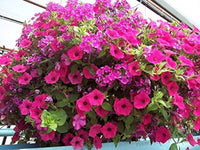 Petunia flower Petunia hybrida Shock Wave Deep Purple seeds for planting in vertical garden pots or home planters