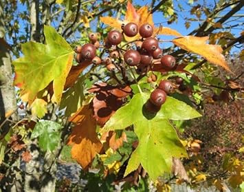 Sorbus Fruit Seeds - 20pcs, Beautiful Tree for Edible Berries and Ornamental Plants 100 pcs