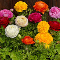 Ranunculus Asiaticus Mixed Colors Flower Seeds for Balcony and Garden Planting