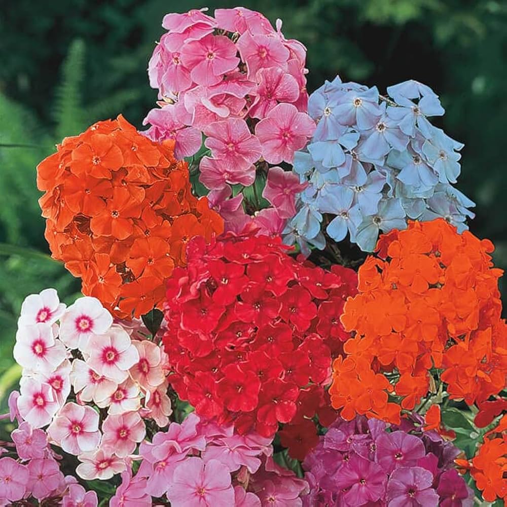 Phlox flowers grown from seeds with mixed-color blooms in pink, white, and purple tones