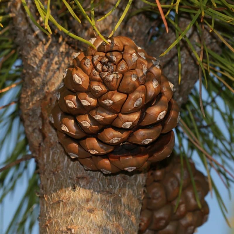Italian pine nut Pinus pinea tree seeds for edible landscape