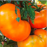 Yellow Brandywine Tomato seeds – heirloom variety with rich, golden flavor