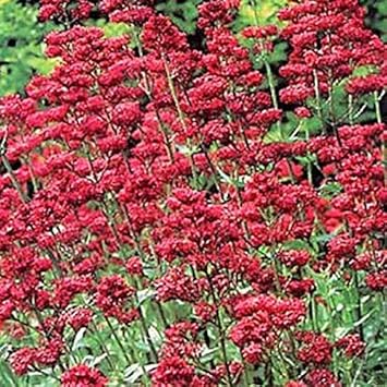 Red (Red scientific name) for planting in garden