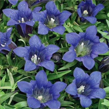 Largeleaf Blue Gentian Perennial Flower Seeds for Garden