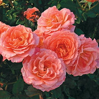 Jump for Joy Floribunda Rose