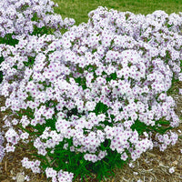 Opening Act Pink-a-Dot Reblooming Phlox