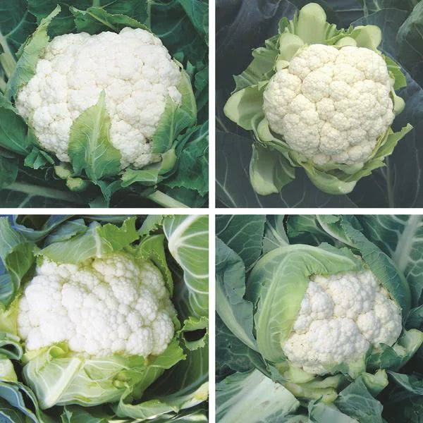 Cauliflower Seeds