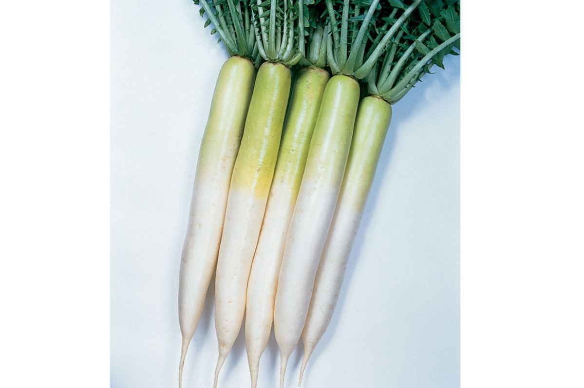 Miyashige – Radish Seed