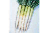 Miyashige – Radish Seed
