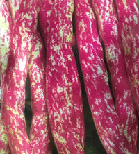 Rainbow Bean Base Dedicated To Organic Vegetable Seeds