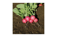 Pink Beauty – Organic Radish Seed