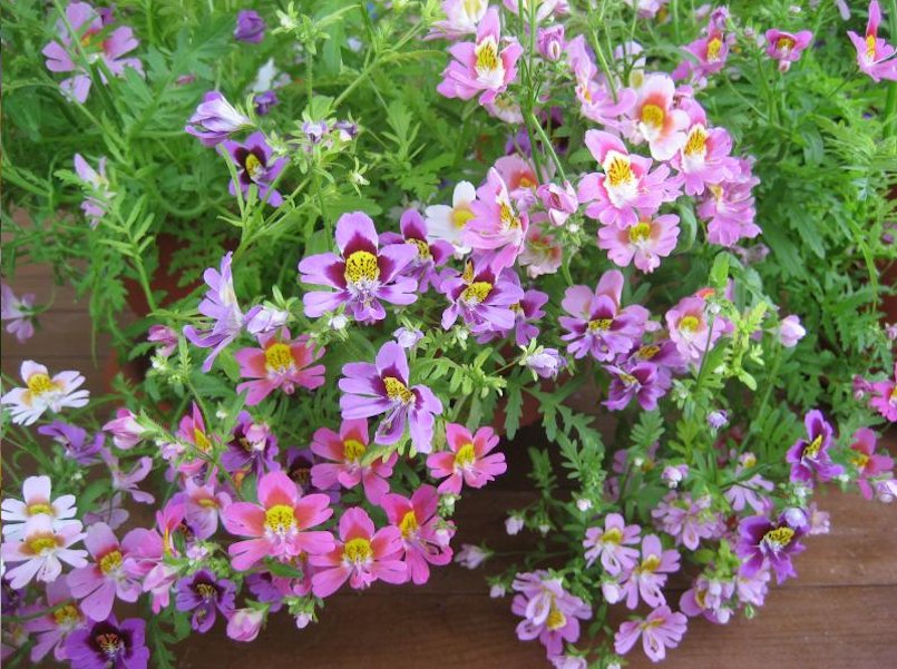 Schizanthus- Angel Wings Mixed