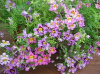 Schizanthus- Angel Wings Mixed
