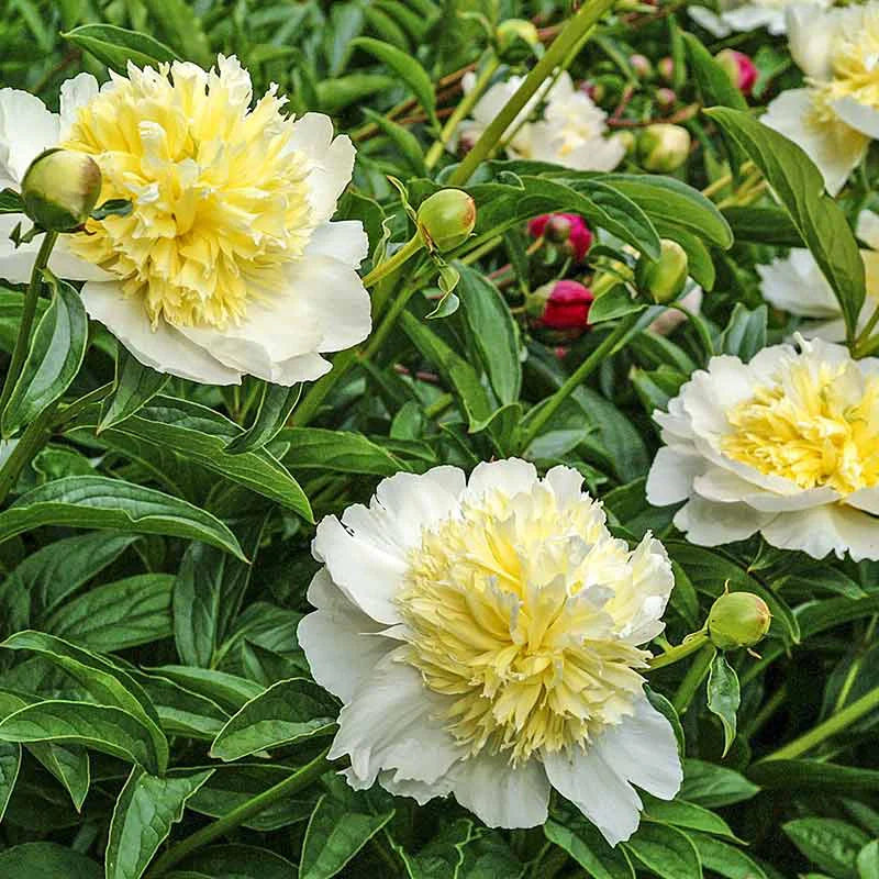 Honey Gold Peony