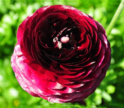 Ranunculus Highline Wine Flower Seeds for Planting - Heirloom and Non-GMO garden seeds for planting in home garden