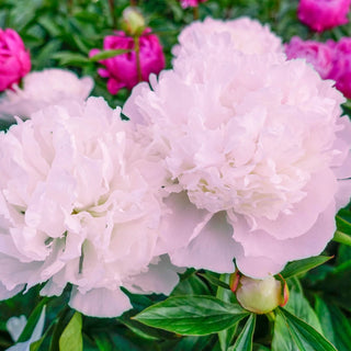 Mme. Calot Peony