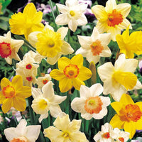 Narcissus - Daffodil Bulbs