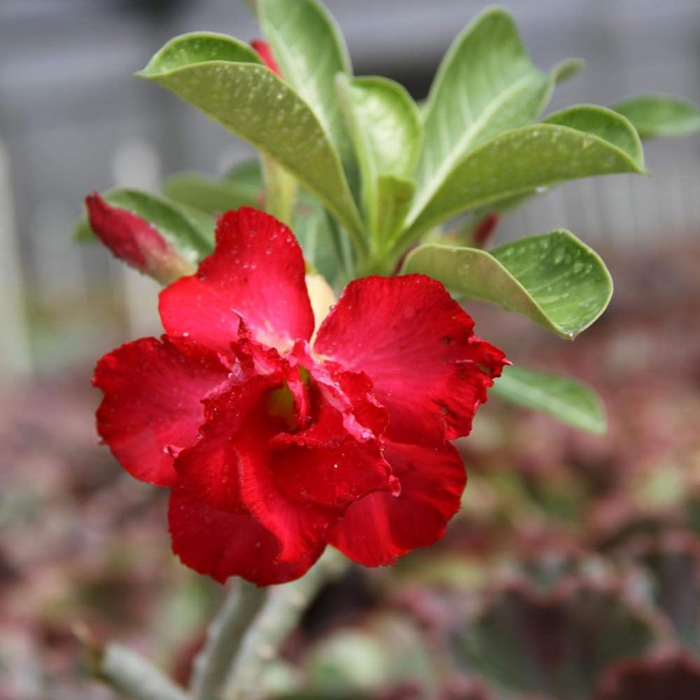 Rose (Rose scientific name) for planting in garden