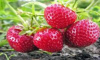 Honeoye – Strawberry Plants Seed