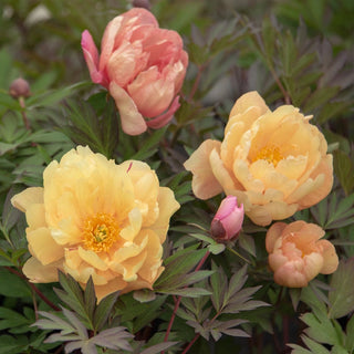 Singing in the Rain Itoh Peony