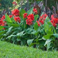 Canna Lily