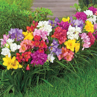 Summer Breeze Freesia Mixture