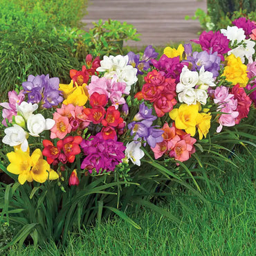 Summer Breeze Freesia Mixture