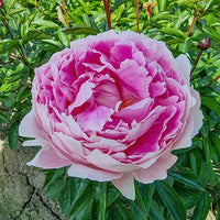 Reine Hortense Peony