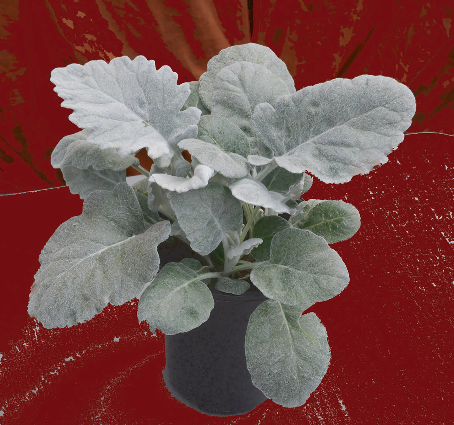 New Look – Dusty Miller Seed