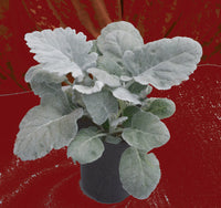 New Look – Dusty Miller Seed