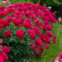 Red Sarah Bernhardt Peony