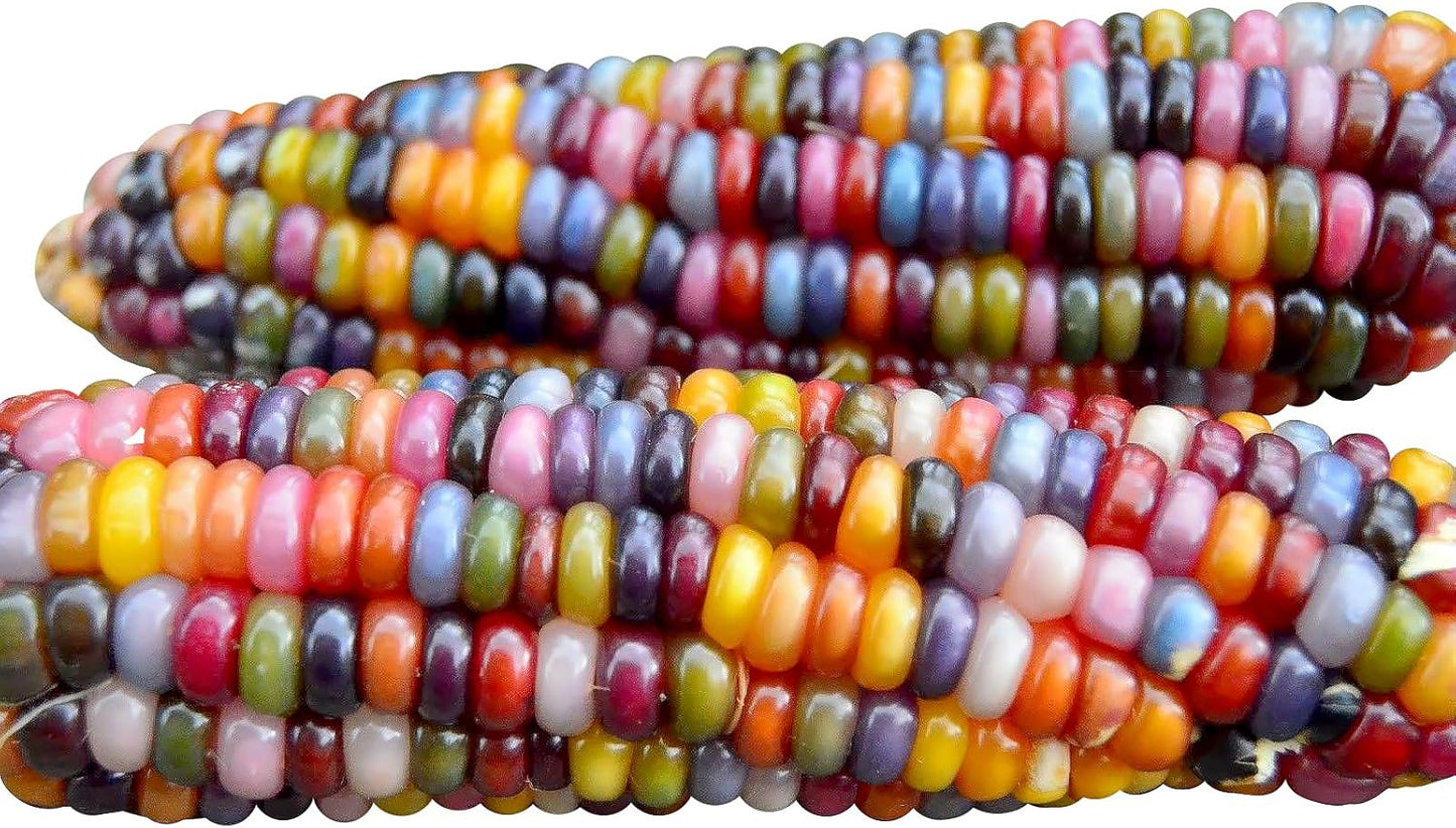 Glass Gem Corn Seed