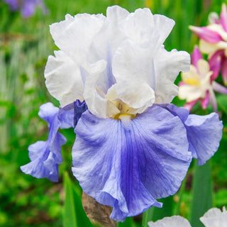 Stairway to Heaven Bearded Iris Seeds