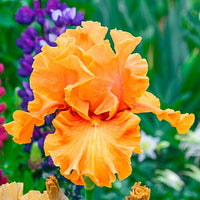 Golden Panther Bearded Iris Seeds