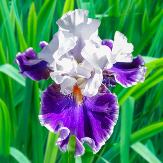 Merry Amigo Bearded Iris Seeds